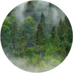 green carbon
